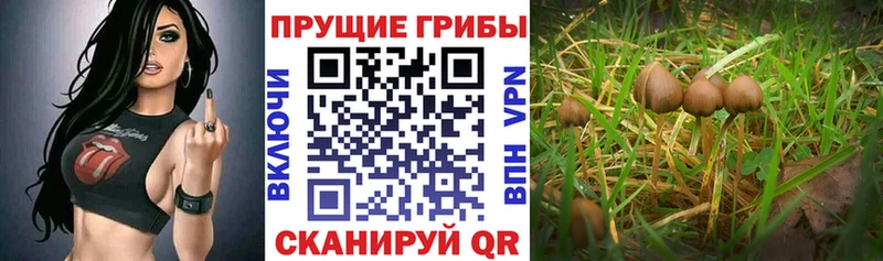 закладка Беломорск Галлюциногенные грибы MAGIC MUSHROOMS